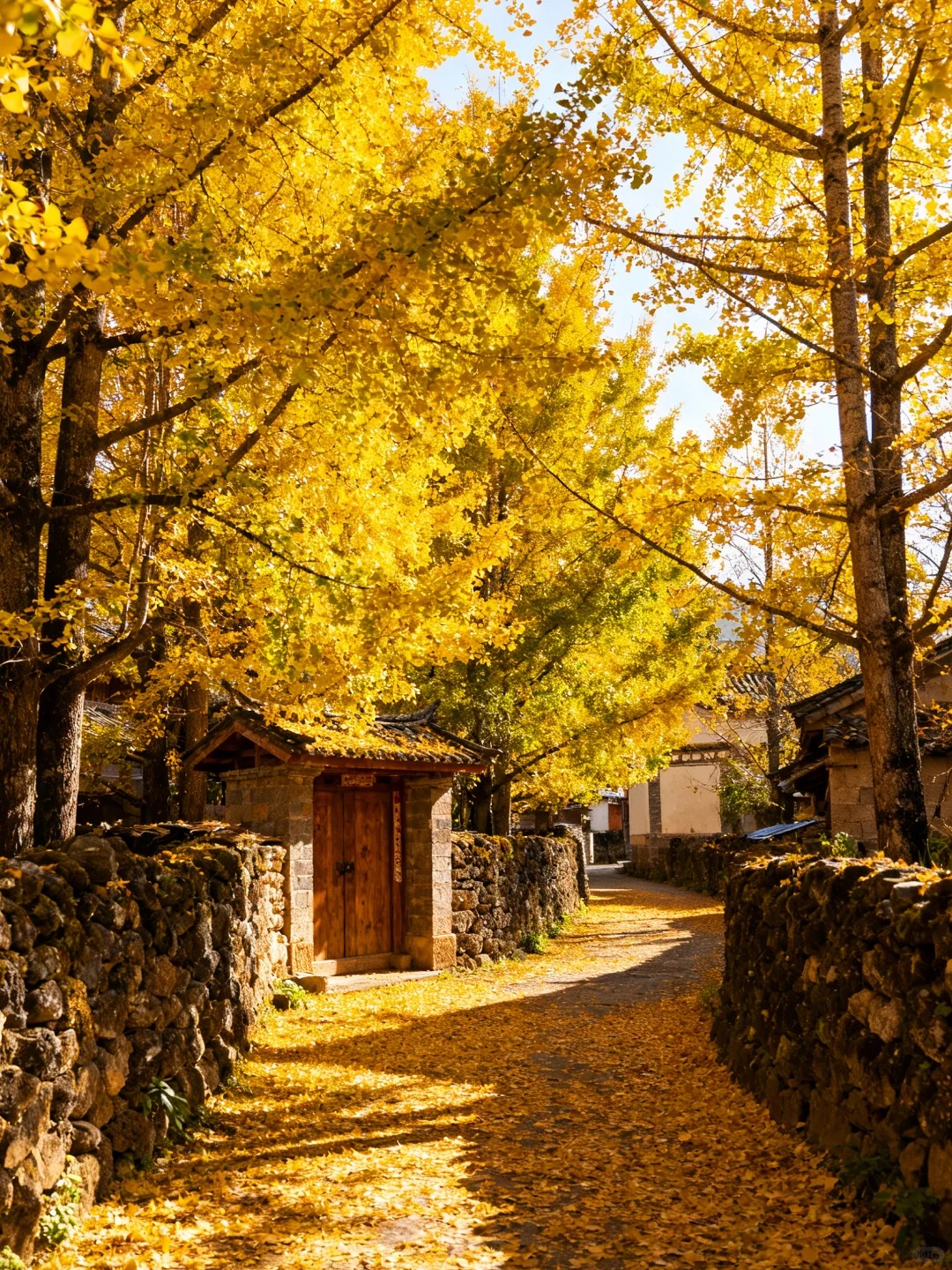 云南腾冲银杏村｜坠入金色童话世界✨_5_晚和风_云南-来自52tours 我爱旅游网